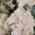 精品花菜，花菜大量上市，质量保证，货源充足