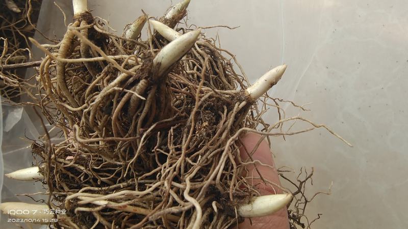 铃兰花苗带芽浓香型年宵花卉绿植阳台室内多年生耐寒植物四季