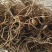 铃兰花苗带芽浓香型年宵花卉绿植阳台室内多年生耐寒植物四季