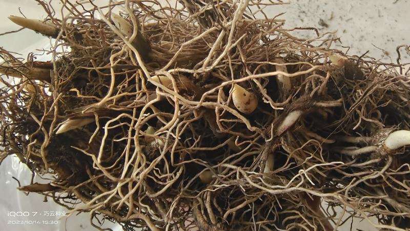 铃兰花苗带芽浓香型年宵花卉绿植阳台室内多年生耐寒植物四季