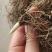 铃兰花苗带芽浓香型年宵花卉绿植阳台室内多年生耐寒植物四季