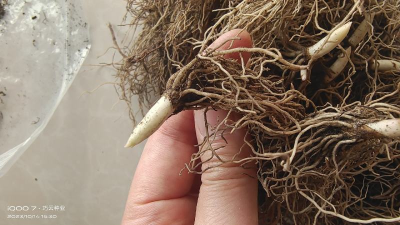 铃兰花苗带芽浓香型年宵花卉绿植阳台室内多年生耐寒植物四季