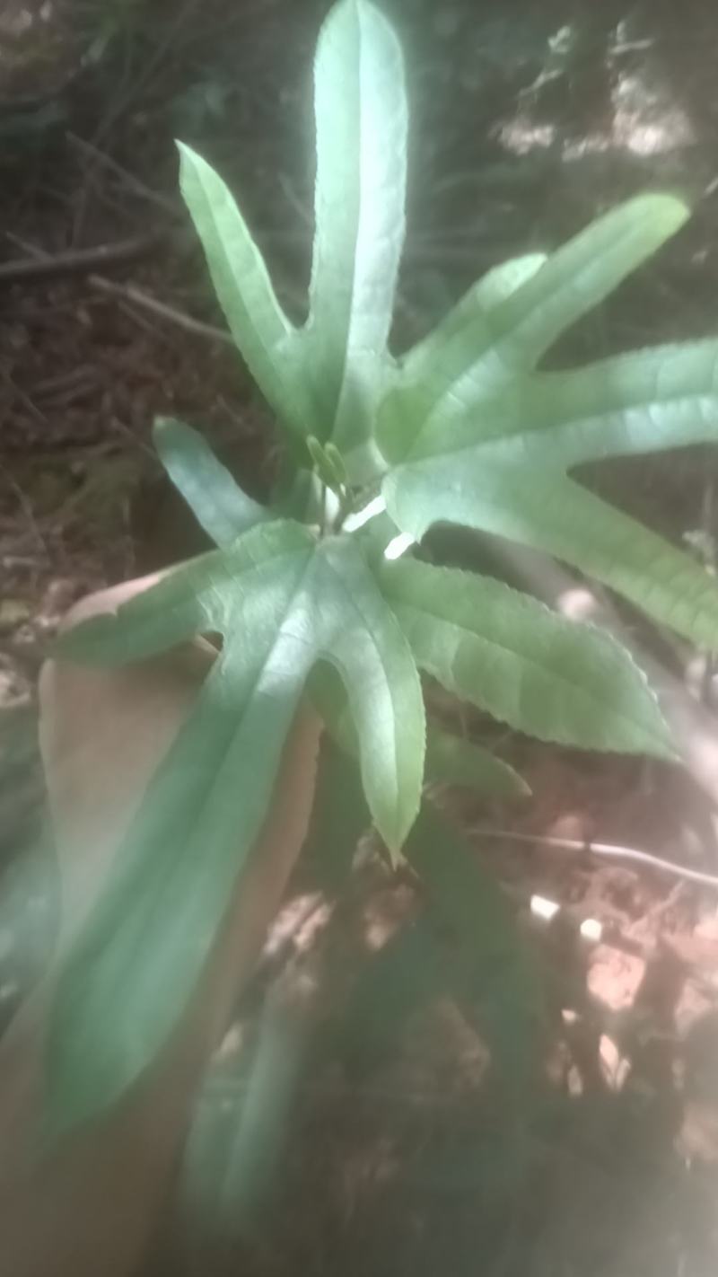 野生五指毛桃