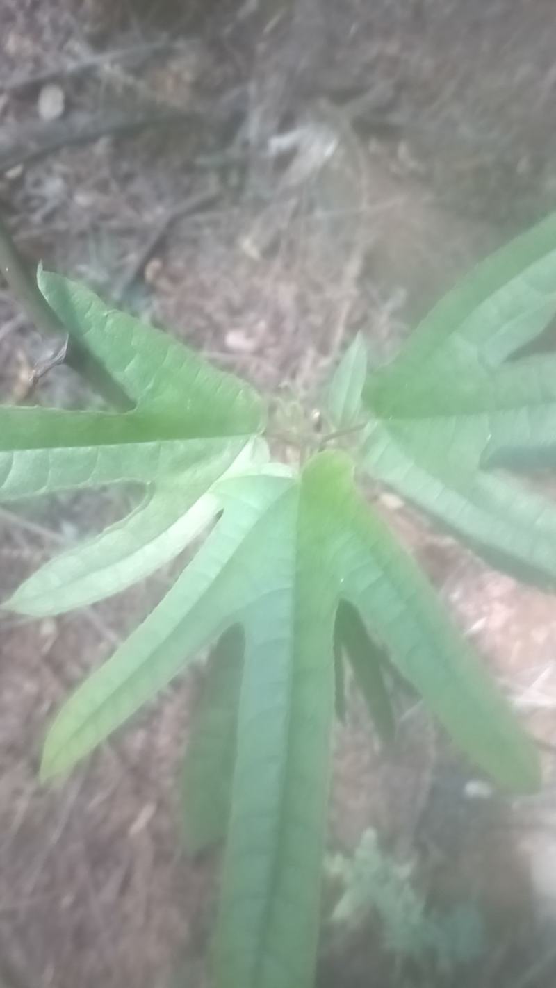 野生五指毛桃