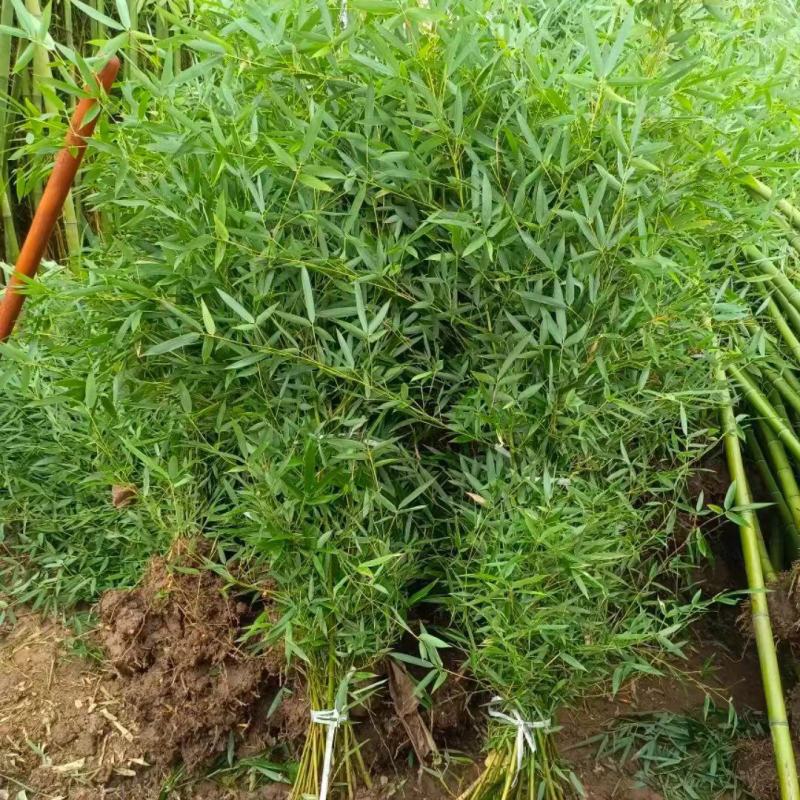 竹子竹苗