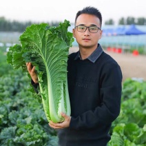 麻叶青白菜大青麻叶菜毛白菜支持视频看货打款发货