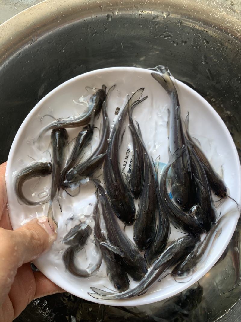 鲲腾优选叉尾鮰鱼苗斑点叉尾鮰鱼苗好鱼苗鲲腾出
