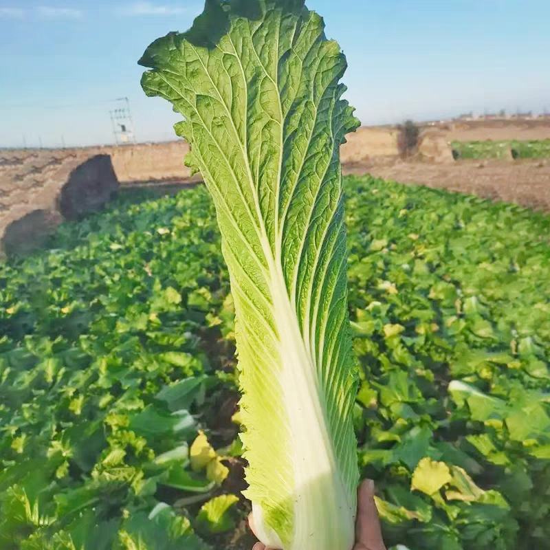 麻叶青白菜大青麻叶菜毛白菜支持视频看货打款发货