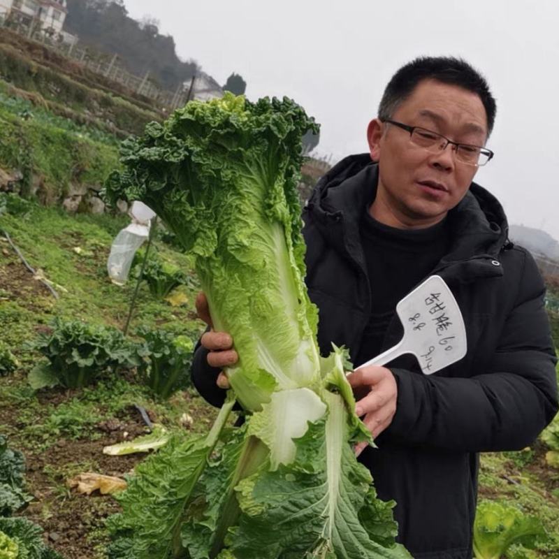 麻叶青白菜大青麻叶菜毛白菜支持视频看货打款发货