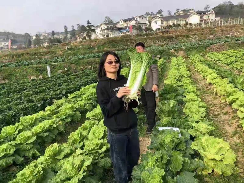 麻叶青白菜大青麻叶菜毛白菜支持视频看货打款发货