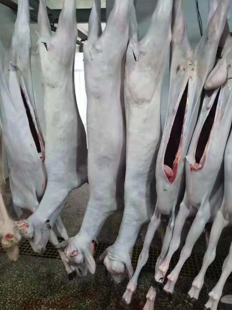 带皮羊肉羊酮体，每天现杀，全国冷链保鲜发货
