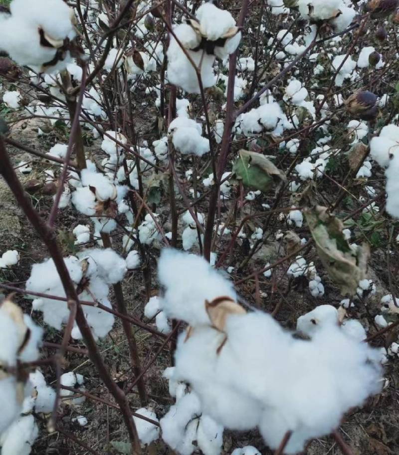 湖北棉花手工采摘籽棉花绒长雪白全国供应量大价优