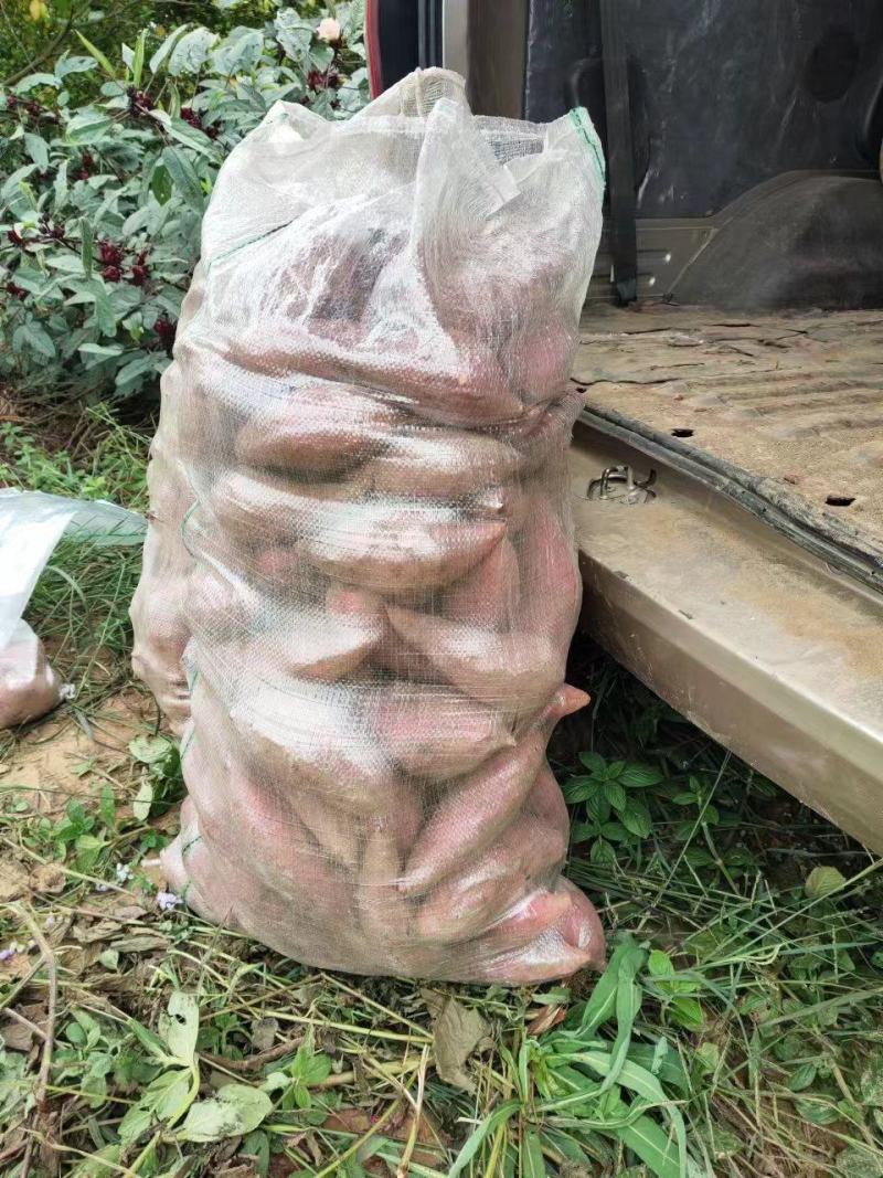 广西鹿寨的红薯大量上市。
