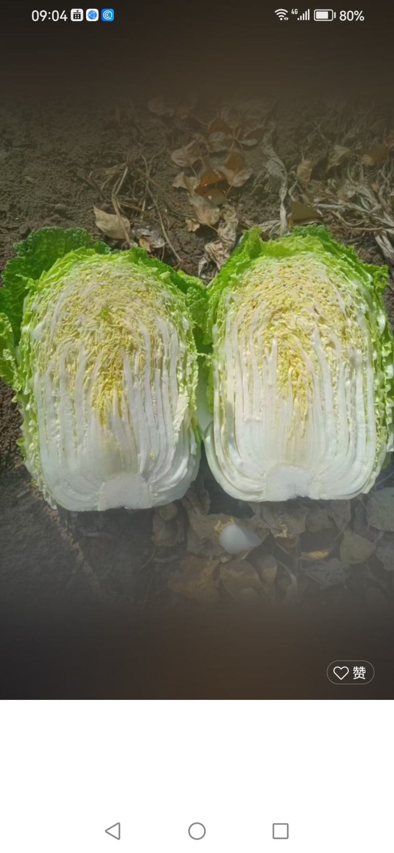 【实力推荐】白菜大量上市品种多多价钱合理一条龙服务