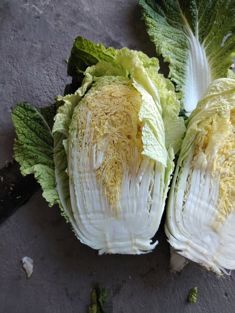 【实力推荐】白菜大量上市品种多多价钱合理一条龙服务