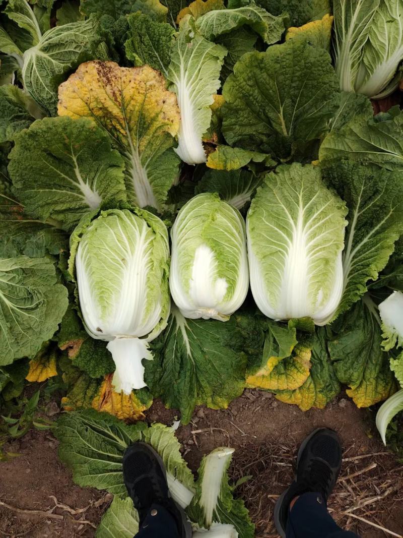 【实力推荐】白菜大量上市品种多多价钱合理一条龙服务