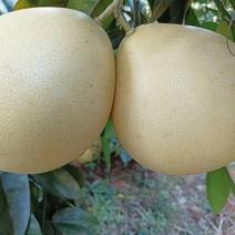四川三红柚大量上市一手货源供应全国市场批发商