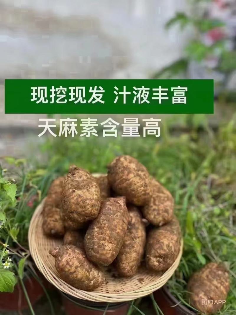 优质小坝天麻，品质保证，货源充足，欢迎各位老板采购