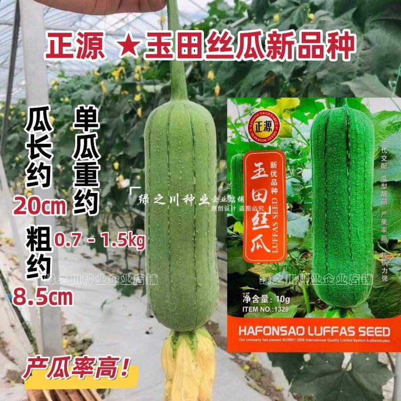 玉田肉丝瓜种子杂交一代新品种耐热耐湿短粗大肉丝瓜种子