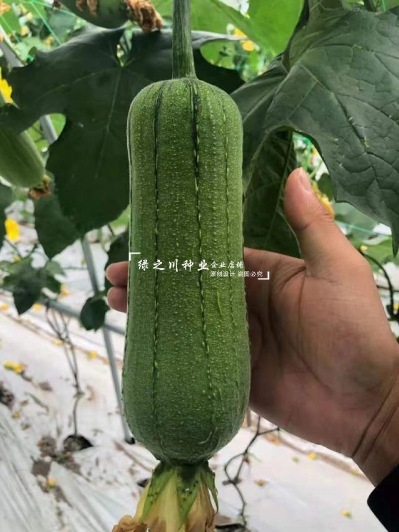 玉田肉丝瓜种子杂交一代新品种耐热耐湿短粗大肉丝瓜种子