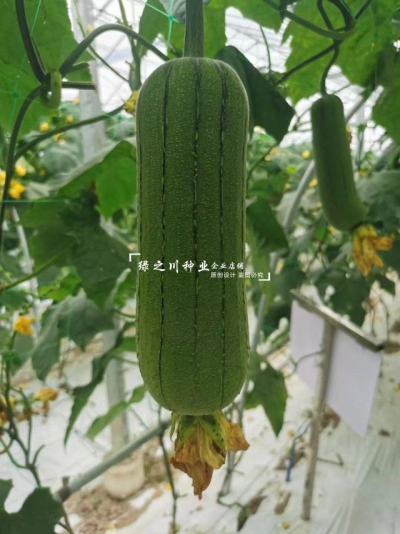玉田肉丝瓜种子杂交一代新品种耐热耐湿短粗大肉丝瓜种子