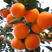 常德澧县蜜橘，产地直发，质量保证欢迎采购，诚信为本
