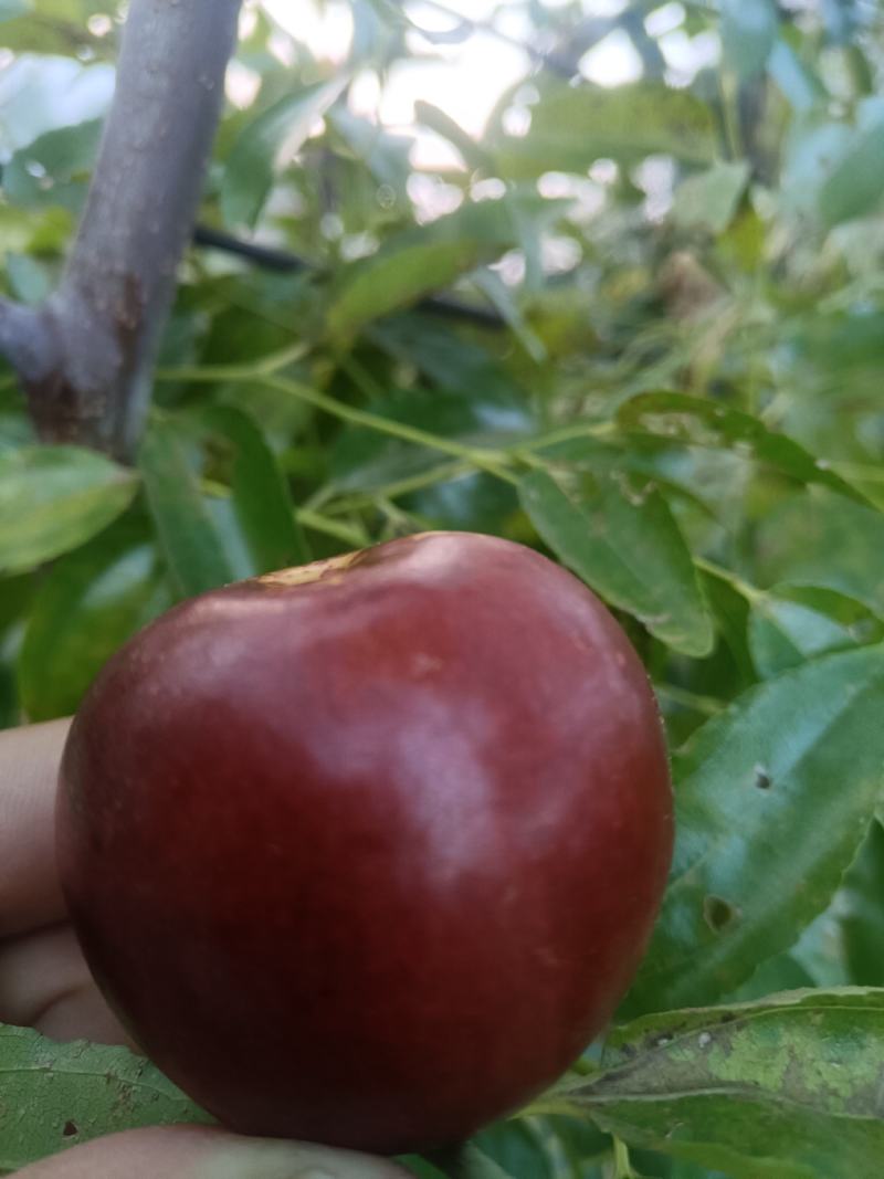 枣树苗潘枣苗冬枣苗冰糖枣枣树苗早熟伏脆蜜枣树苗