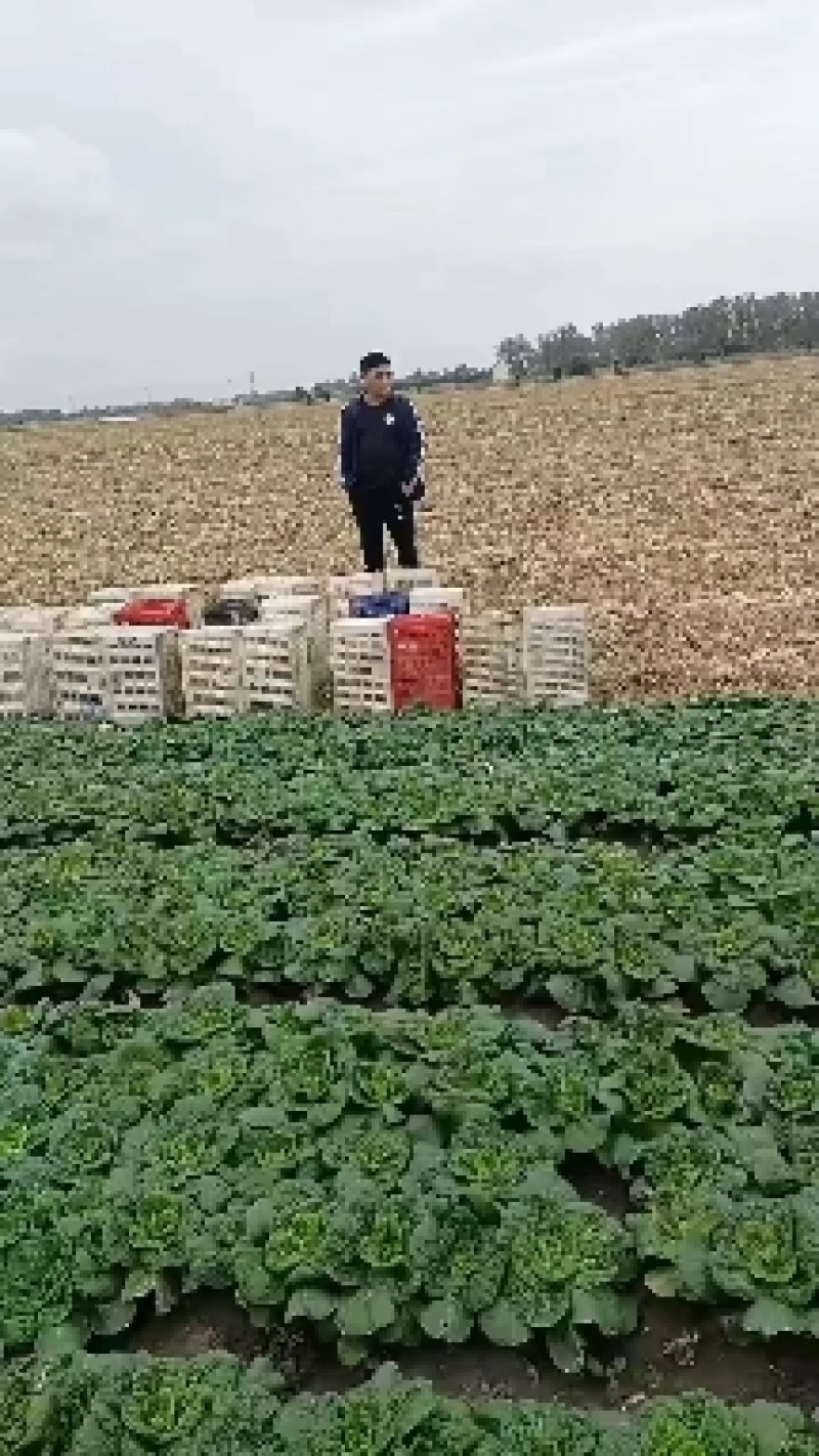 安徽蚌埠怀远县黄心菜，黄心乌，大量上市中，品质保证，