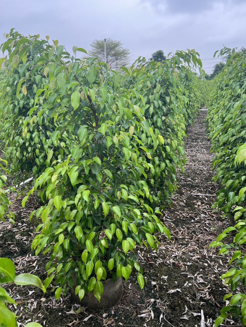 垂叶榕1.2米-3米高大量现货供应，欢迎各位客户咨询