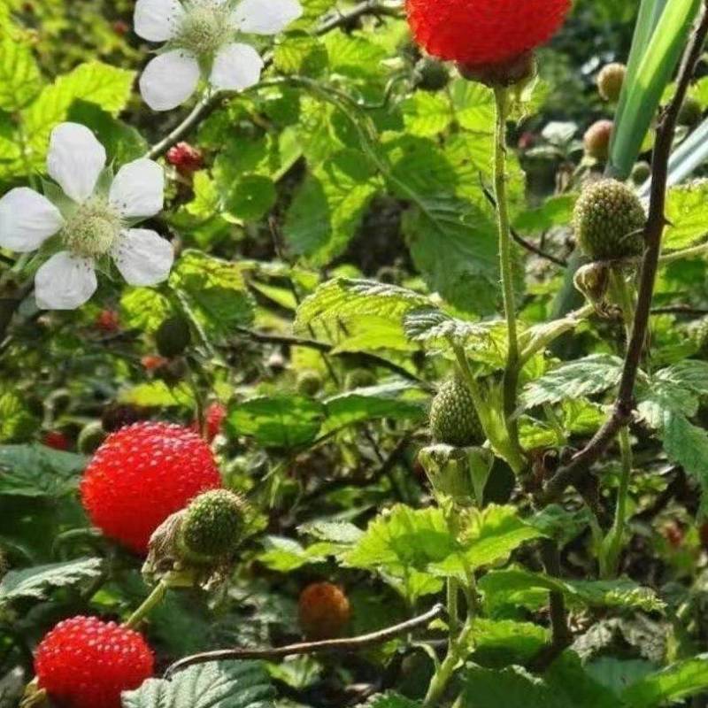 空心泡苗