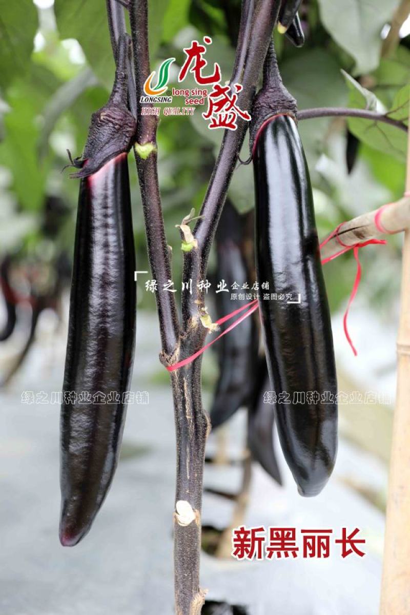 新品种长茄种子龙盛新黑丽油黑长条型茄子种子长棒顺直