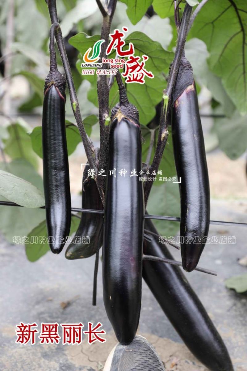 新品种长茄种子龙盛新黑丽油黑长条型茄子种子长棒顺直