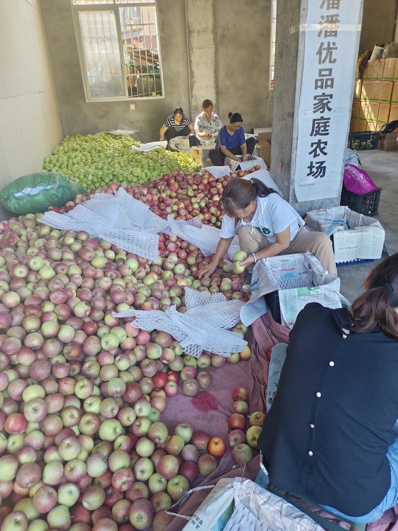 汉源高山糖心丑苹果货源充足量大从优欢迎咨询