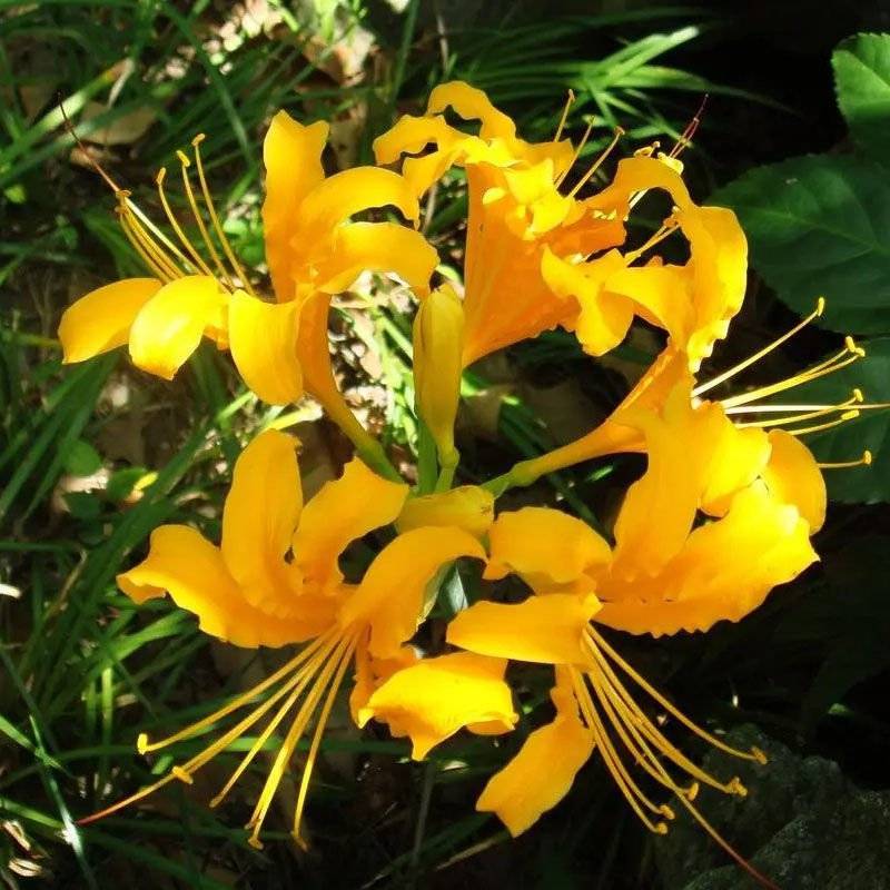 彼岸花石蒜龙爪花曼珠沙华花种球绿化庭院盆栽
