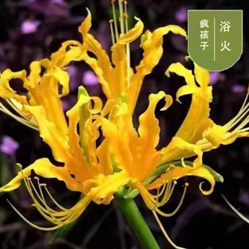 彼岸花石蒜龙爪花曼珠沙华花种球绿化庭院盆栽