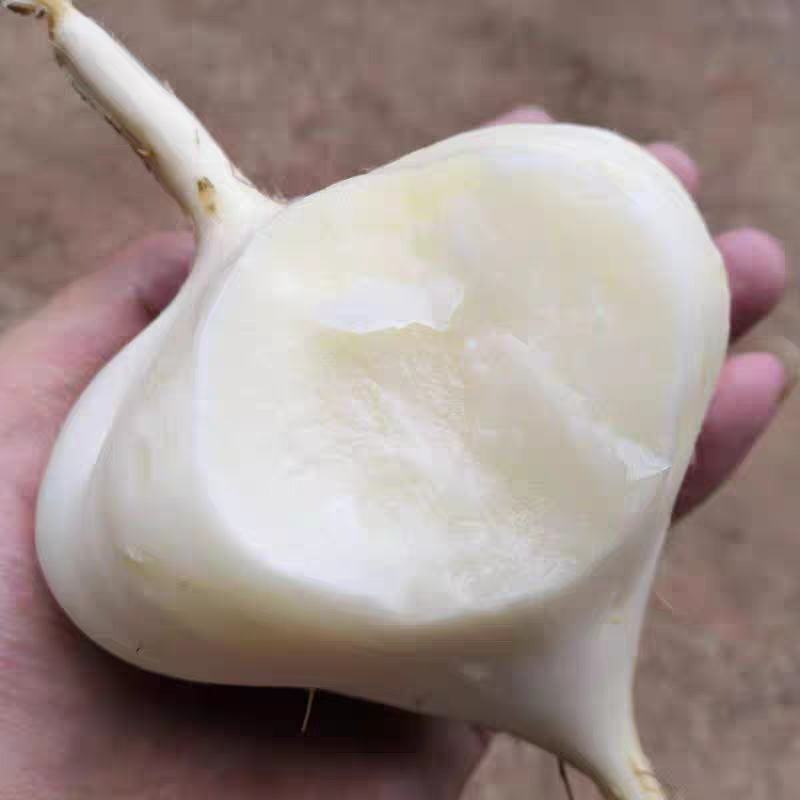 凉薯，豆薯，地瓜，产地一手货源充足，又脆又甜，价格美丽