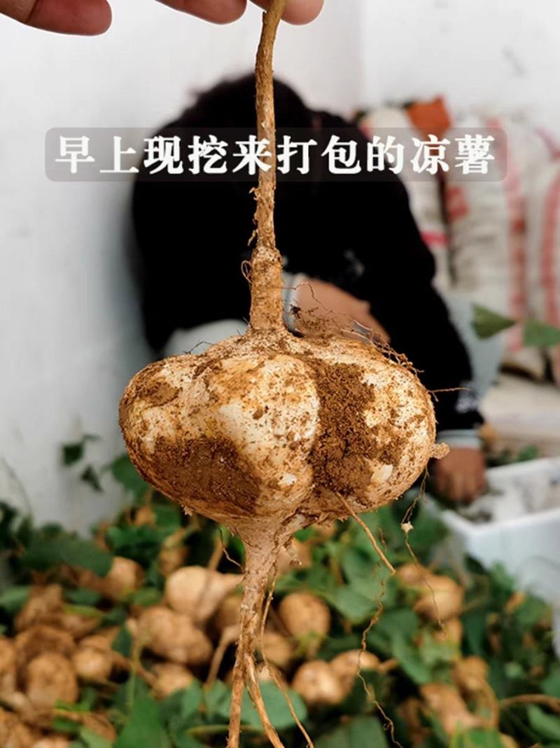 凉薯，豆薯，地瓜，产地一手货源充足，又脆又甜，价格美丽