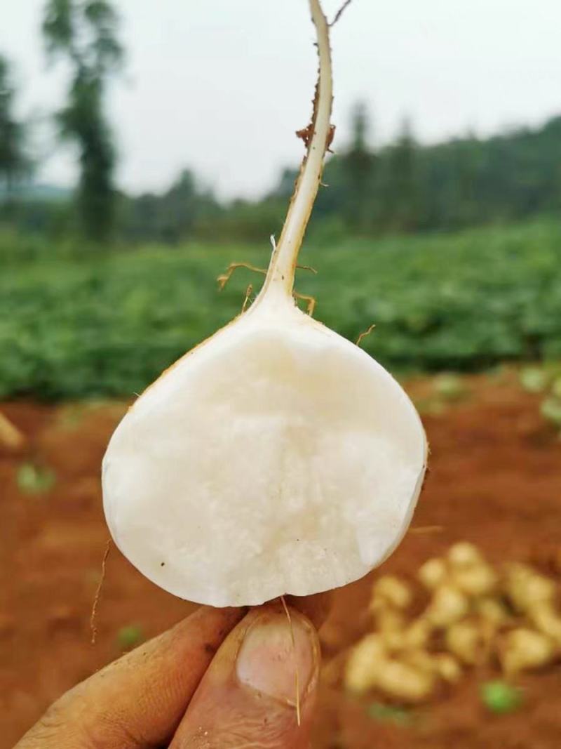 凉薯，豆薯，地瓜，产地一手货源充足，又脆又甜，价格美丽