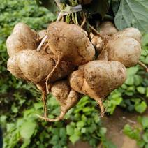 地瓜凉薯豆薯货源充足，支持产地看货采摘。