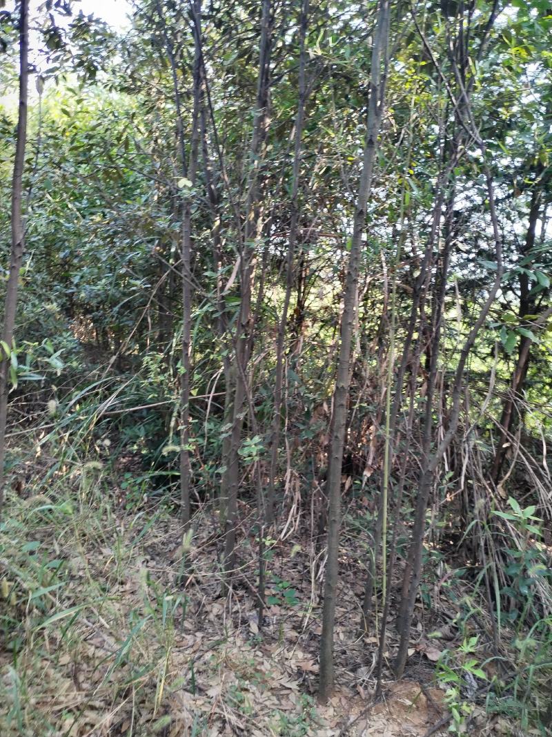 江西赤皮青冈栎货源充足规格齐全价格欢迎来电详谈
