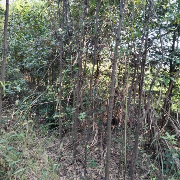 江西赤皮青冈栎货源充足规格齐全价格欢迎来电详谈