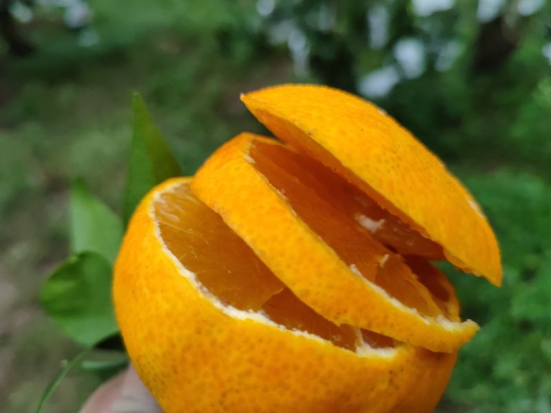 爱媛果冻橙