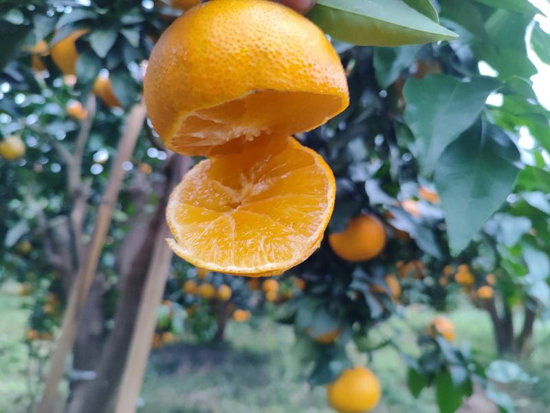 爱媛果冻橙