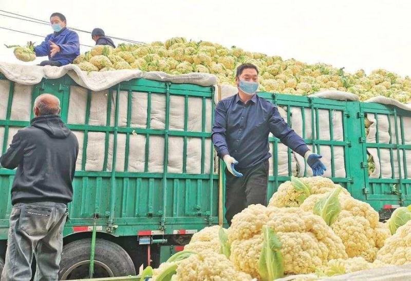 辽宁盖州菜花大量上市种植产地直发乳白大盘精品货源