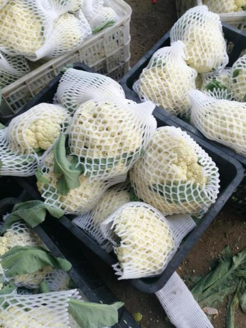 辽宁盖州菜花大量上市种植产地直发乳白大盘精品货源