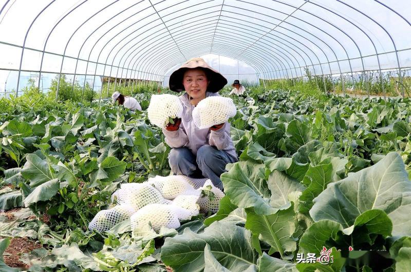 辽宁盖州菜花大量上市种植产地直发乳白大盘精品货源