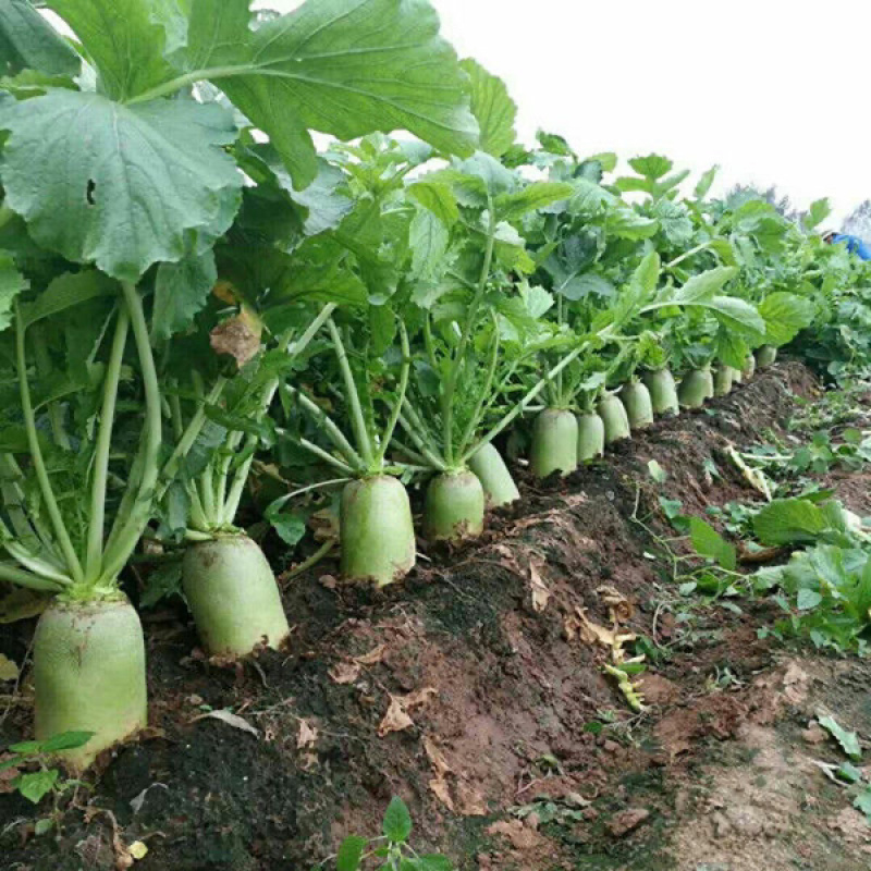 青萝卜、大量上市中、货源充足、保证质量、看上联系.