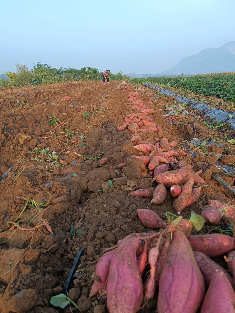 红薯新鲜沙地红薯河南烟薯25号蜜薯糖心红薯烟薯25红心