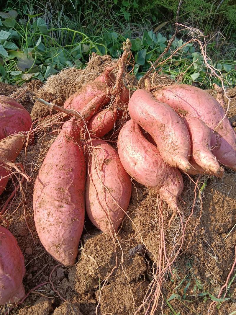 红薯新鲜沙地红薯河南烟薯25号蜜薯糖心红薯烟薯25红心