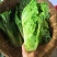 毛白菜竹筒菜麻叶青白菜一手货源支持视频看货保质